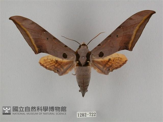 圓斑鷹翅天蛾藏品圖，第1張