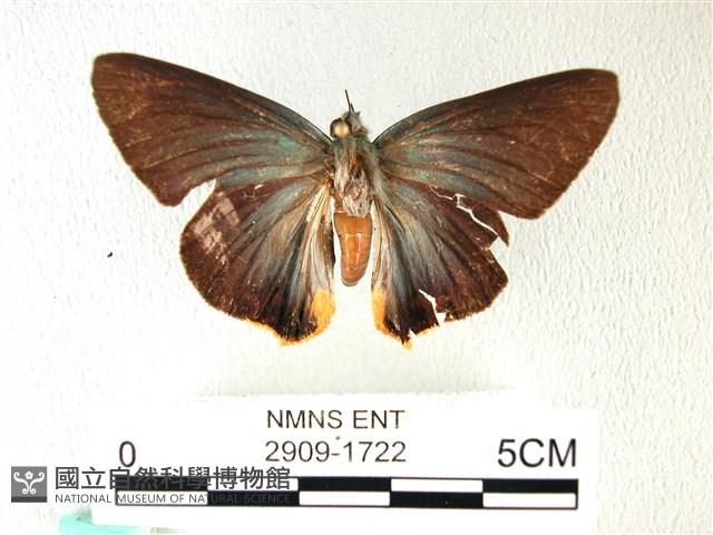 綠弄蝶藏品圖，第1張