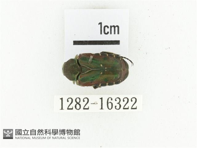 黑斑陷紋金龜藏品圖，第1張