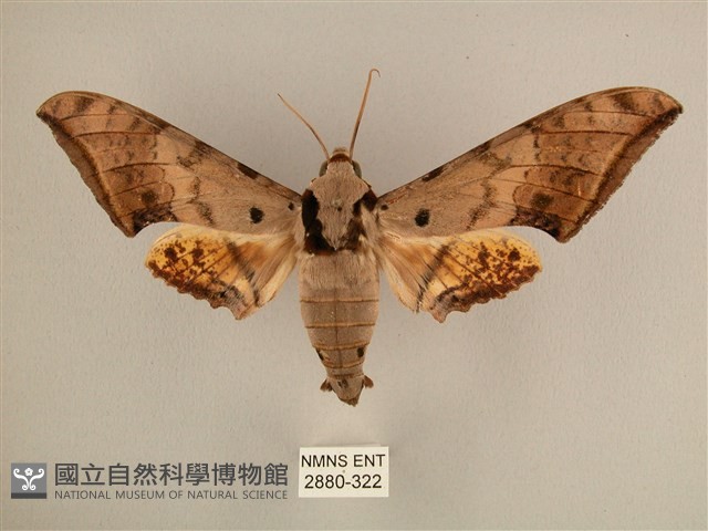 臺灣鷹翅天蛾藏品圖，第1張