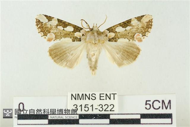 連珠波紋蛾藏品圖，第1張