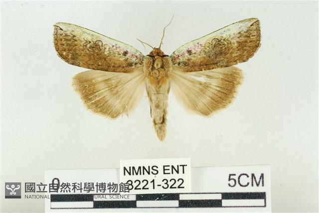 臺洒波紋蛾藏品圖，第1張