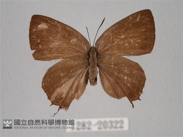臺灣洒灰蝶藏品圖，第1張