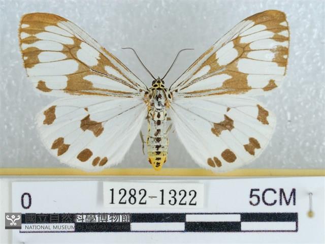 粉蝶燈蛾藏品圖，第1張