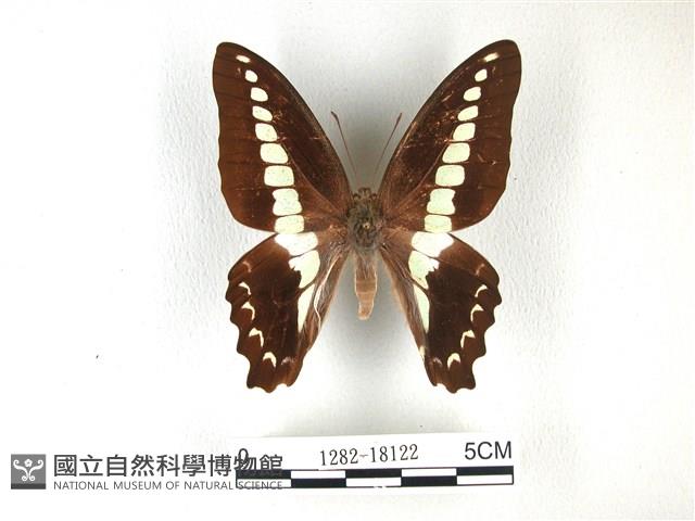 青帶鳳蝶藏品圖，第1張