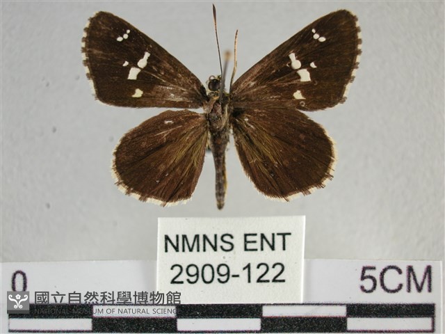 白斑弄蝶藏品圖，第1張