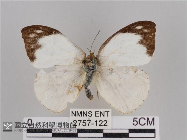 雲紋尖粉蝶藏品圖，第1張