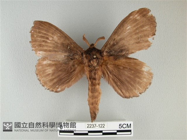 波紋枯葉蛾藏品圖，第1張