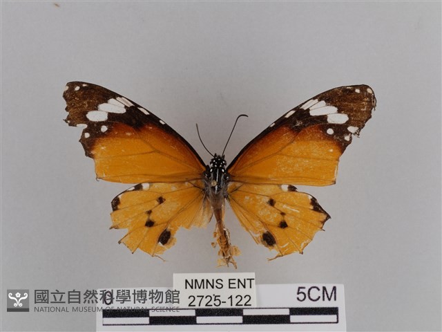 樺斑蝶藏品圖，第1張