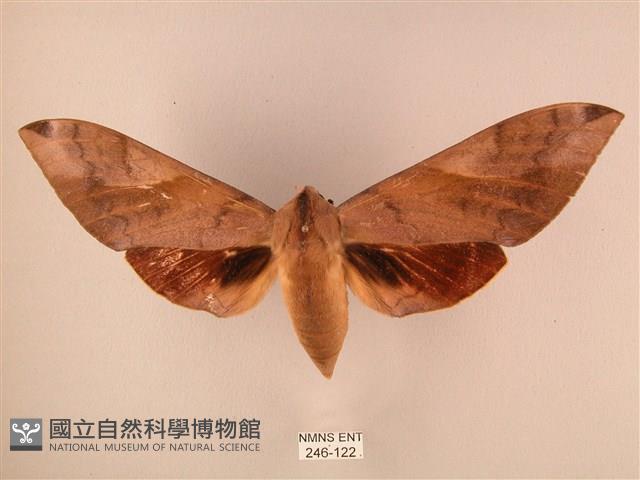 波紋豆天蛾藏品圖，第1張