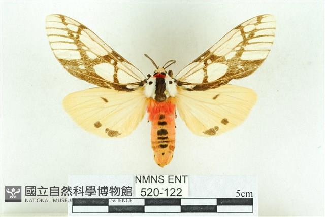 乳白斑燈蛾藏品圖，第1張