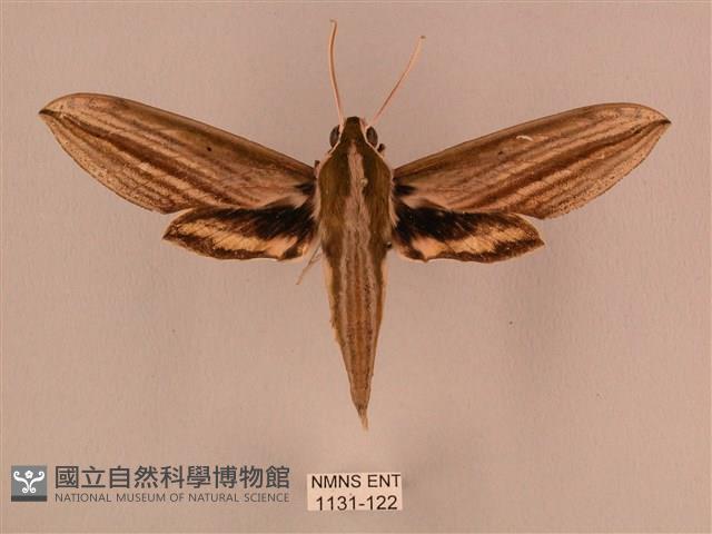 棕綠背線天蛾藏品圖，第1張