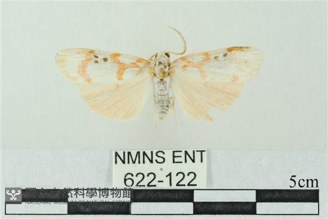 臺雪苔蛾藏品圖，第1張