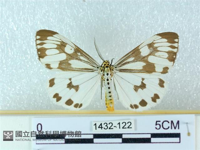 粉蝶燈蛾藏品圖，第1張