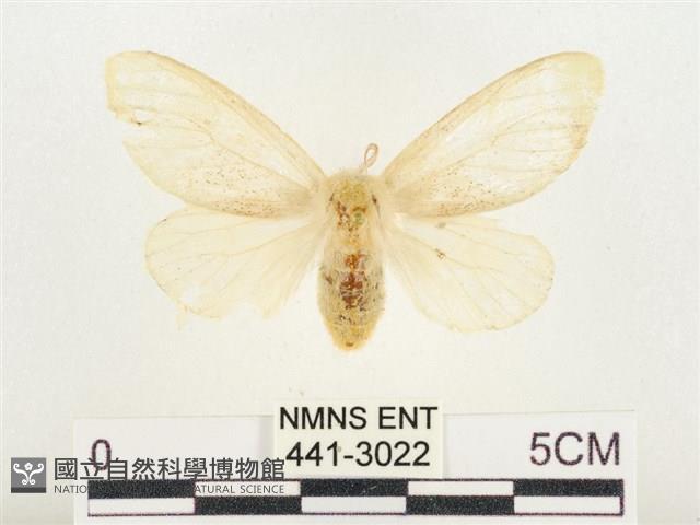 榕透翅毒蛾藏品圖，第1張