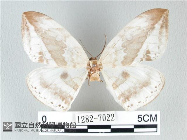 圓翅大鉤蛾藏品圖，第1張