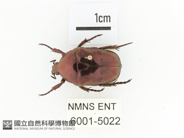 紫艷白點花金龜藏品圖，第1張