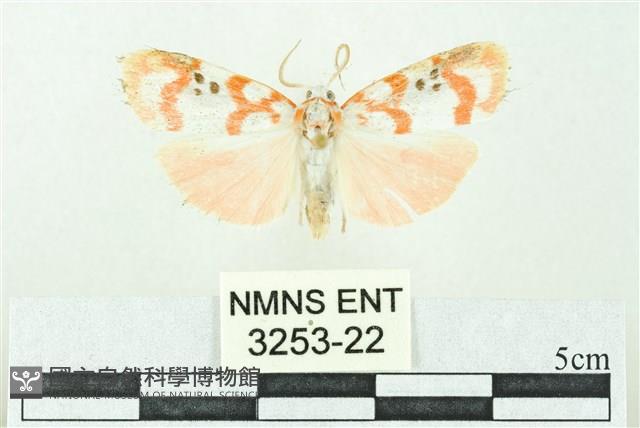 臺雪苔蛾藏品圖，第1張