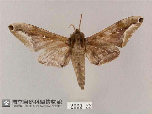 白點天蛾 藏品圖，第1張