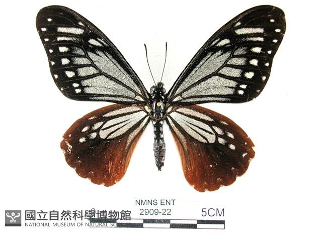斑鳳蝶藏品圖，第1張