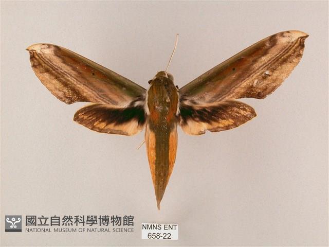 綠背斜紋天蛾藏品圖，第1張