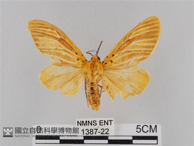 橙擬燈蛾藏品圖，第1張