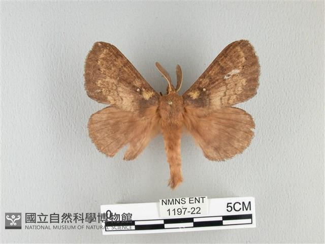 波紋枯葉蛾藏品圖，第1張