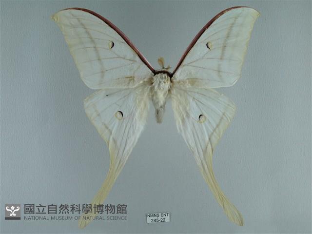 長尾水青蛾藏品圖，第1張