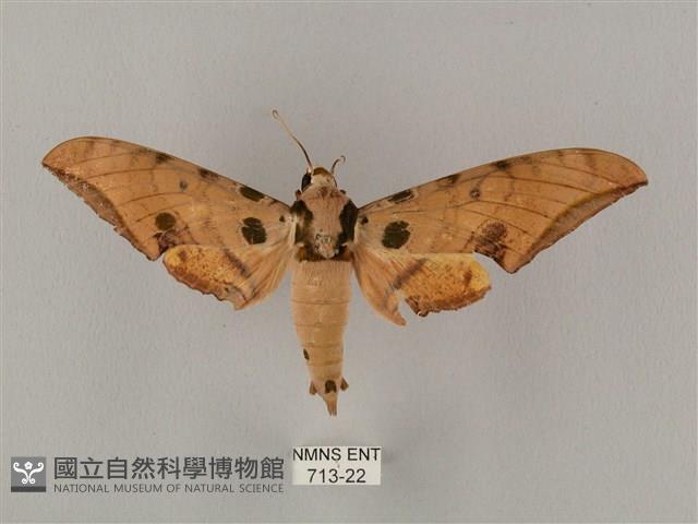 裂斑鷹翅天蛾藏品圖，第1張