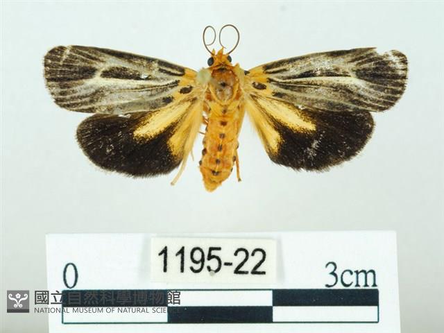 黃肩奇蛾藏品圖，第1張