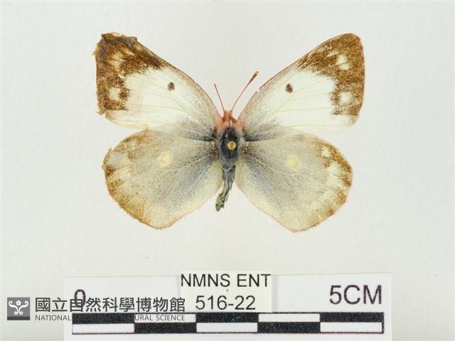 紋黃粉蝶藏品圖，第1張