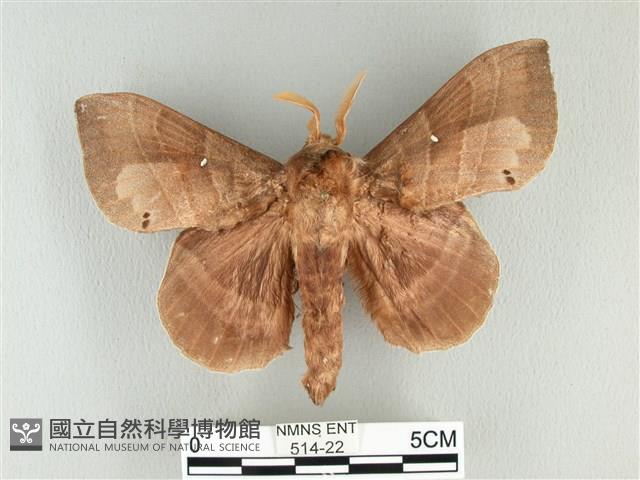 松大毛蟲藏品圖，第1張