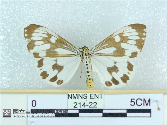 粉蝶燈蛾藏品圖，第1張