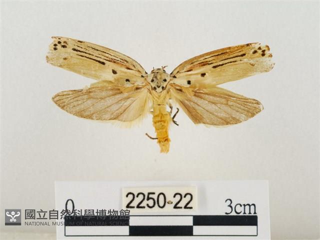 線紋篩蛾藏品圖，第1張