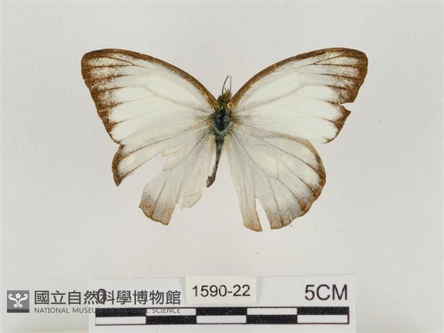 淡褐脈粉蝶藏品圖，第1張