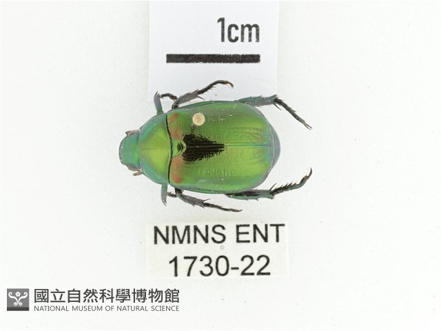 艷金龜藏品圖，第1張