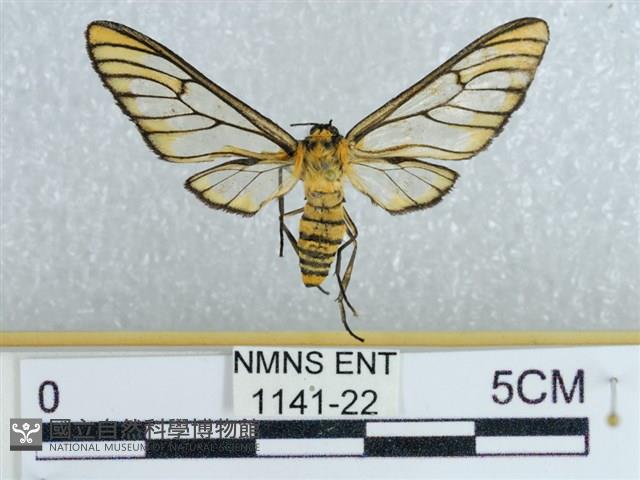 登錄號:001141-00022藏品圖，第1張