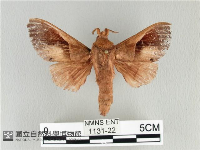 大褐斑枯葉蛾藏品圖，第1張