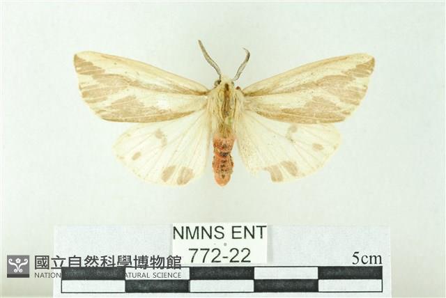 赭新污燈蛾藏品圖，第1張