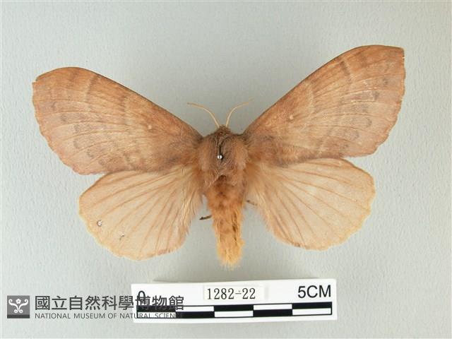 波紋枯葉蛾藏品圖，第1張