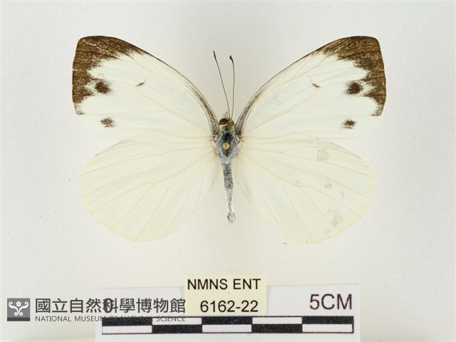 飛龍白粉蝶藏品圖，第1張
