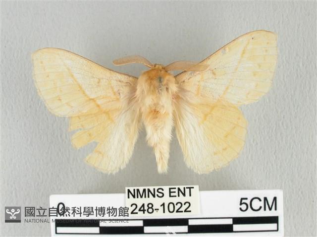 青枯葉蛾藏品圖，第1張