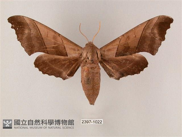 齒翅三線天蛾藏品圖，第1張