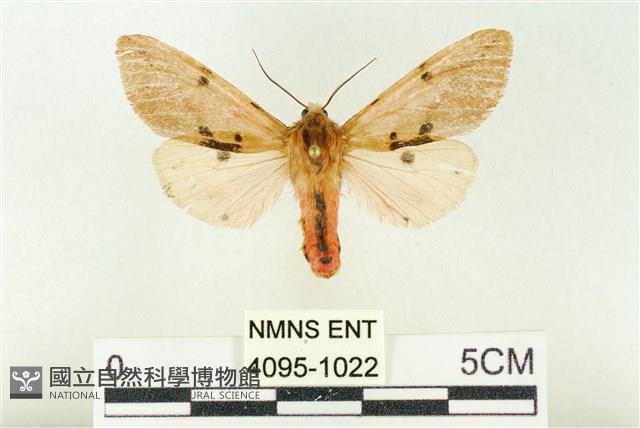 棍棒污燈蛾藏品圖，第1張