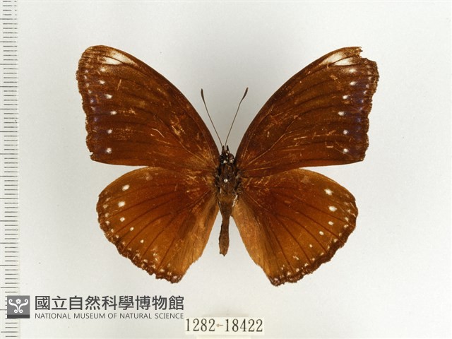 端紫幻蛺蝶藏品圖，第1張