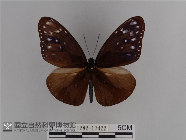 異紋紫斑蝶藏品圖，第1張