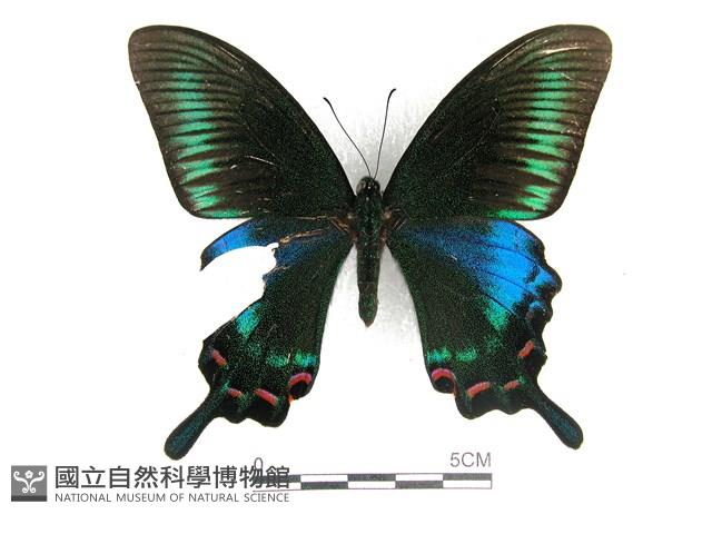 翠鳳蝶蘭嶼亞種藏品圖，第1張