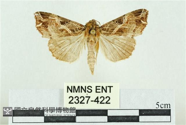 粉紅帶散紋夜蛾藏品圖，第1張