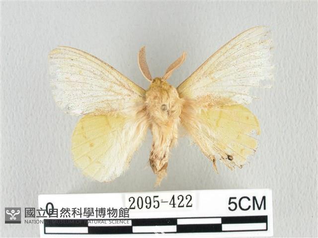 青枯葉蛾藏品圖，第1張