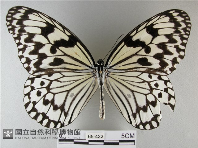 大白斑蝶藏品圖，第1張
